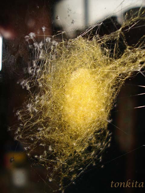 Huevos de araña en mi casa