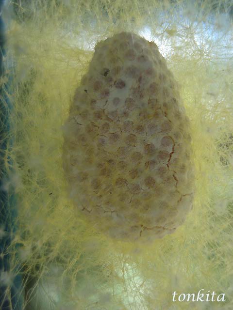 Huevos de araña en mi casa