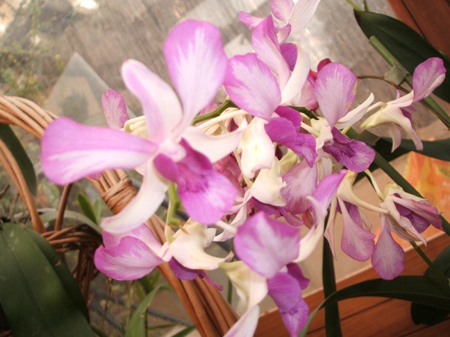 Mi colección de orquídeas