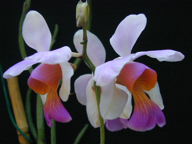 Орхидеи ВАНДА Bwy1182040189l