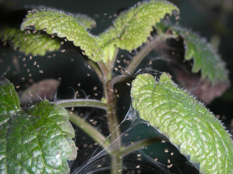 Ácaros: ¿como puedo salvar a mi pobre planta?