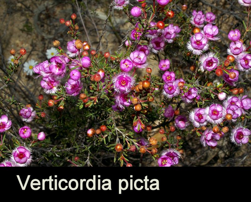 verticordia picta