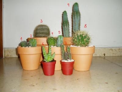 tipos de cactus presentation