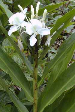 Elapoochedi, Kalyana saughandhikam ,saughandhikam -k-ka-kallyana-s-sau-(Common ginger lilly. Garland flower. )