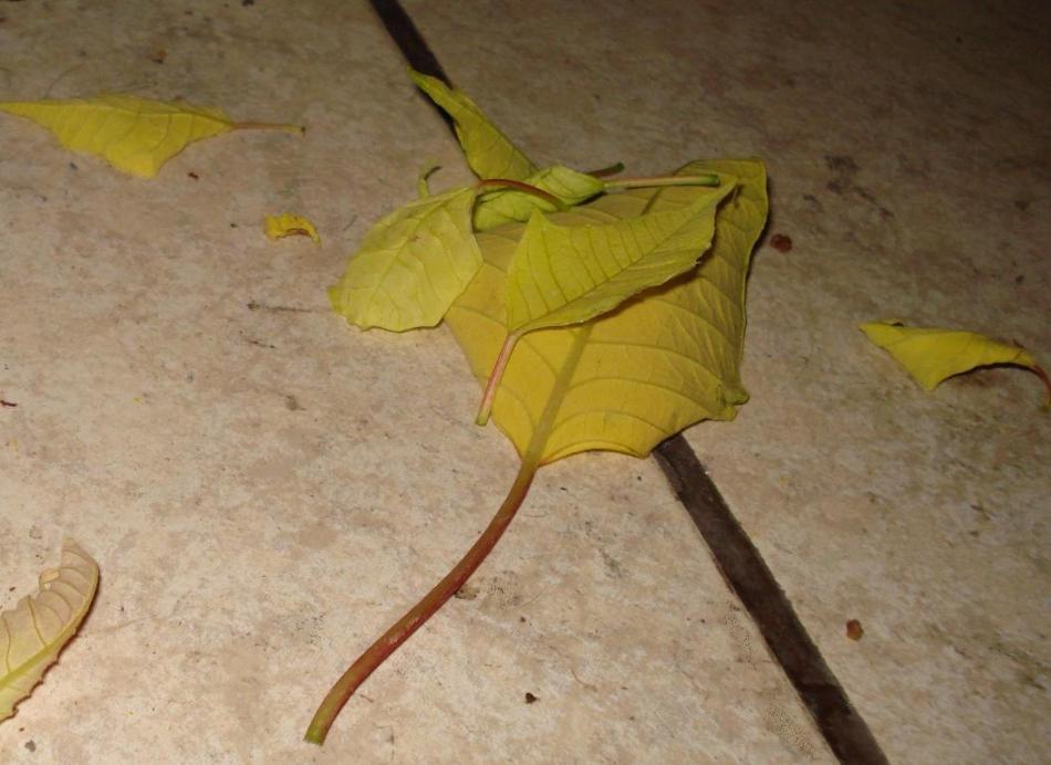 Nochebuena o poinsetia con hojas amarillas (fotos)