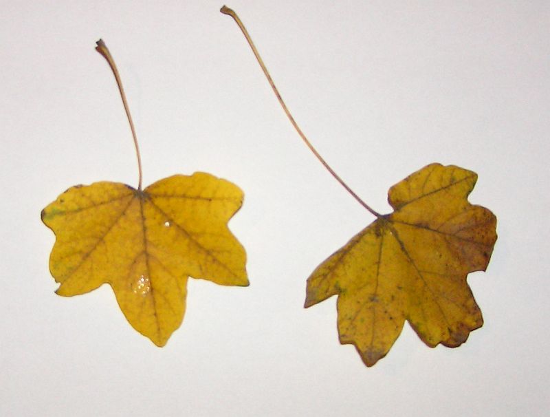 Identificar un árbol por sus hojas