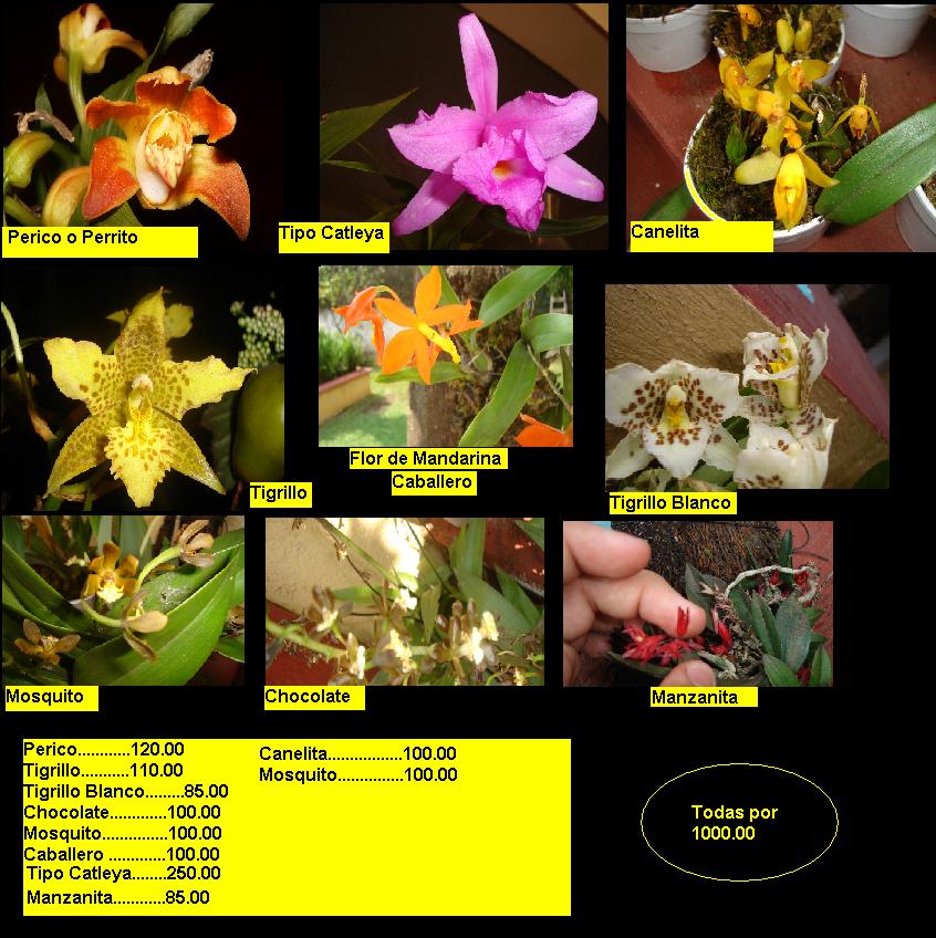 Venta de orquídeas. Envíos a todo el mundo