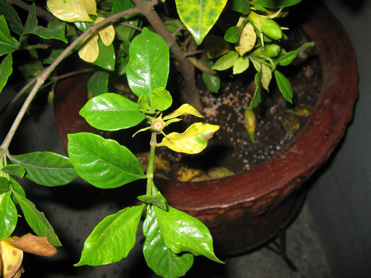 Gardenia en peligro: hojas amarillas, varias ramitas están muy flojas y  algún insecto