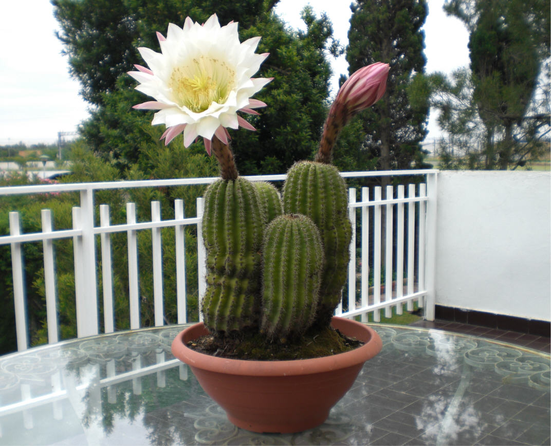 Fotos de mi cactus en flor. Alucinante