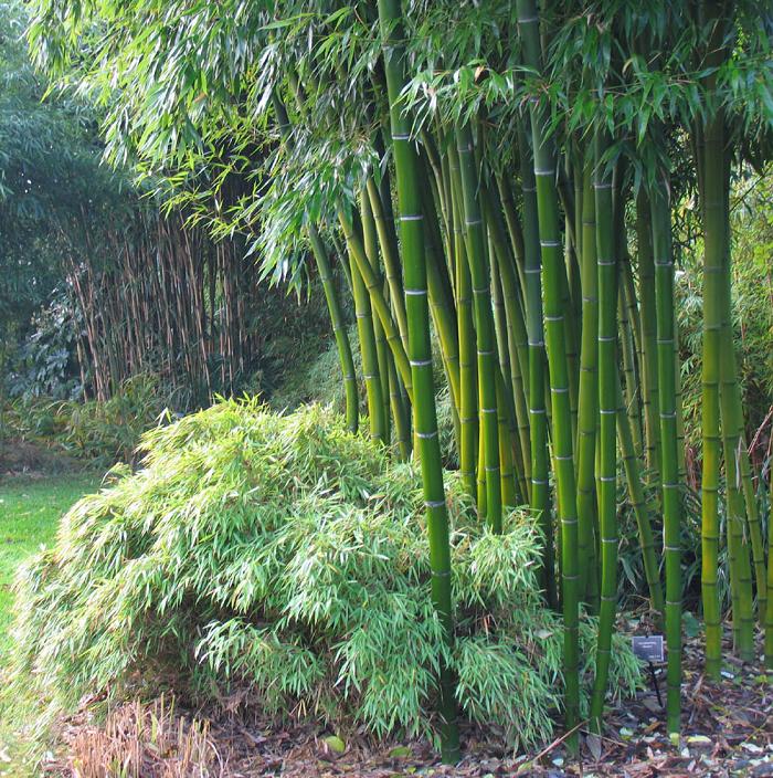"bambú"