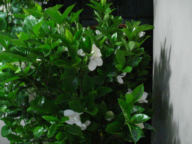 Identificar arbusto de olor tipo a gardenia, pero más fuerte