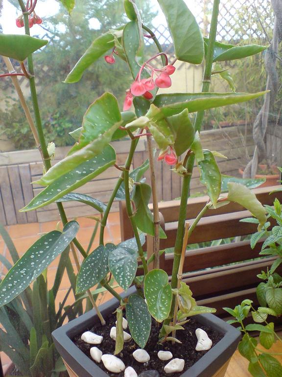 Foto de Begonia maculata tamaya