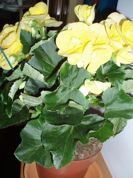 Begonia elatior Hiemalis (un híbrido con flores amarillas): consejos y  cuidados