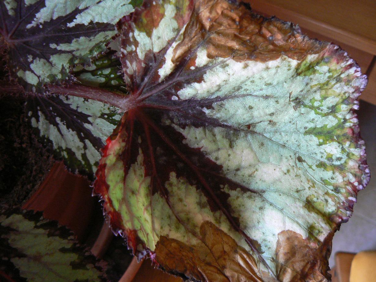 Begonia rex con hojas marrones