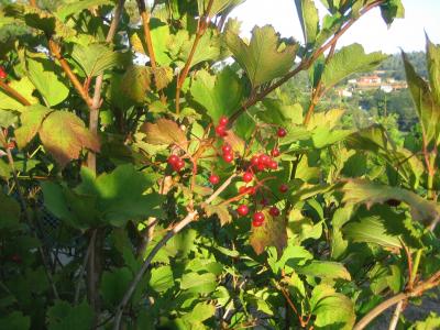 Planta con bolitas rojas