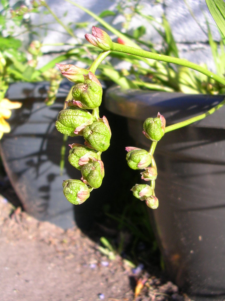 Fresias: ¿plantar los bulbos muy juntos es mejor? Recoger y sembrar semillas