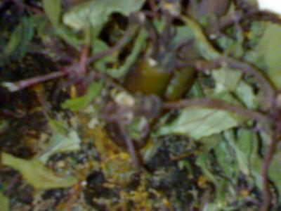 Begonia podridas por exceso de riego: ¿alguna solución? Fotos