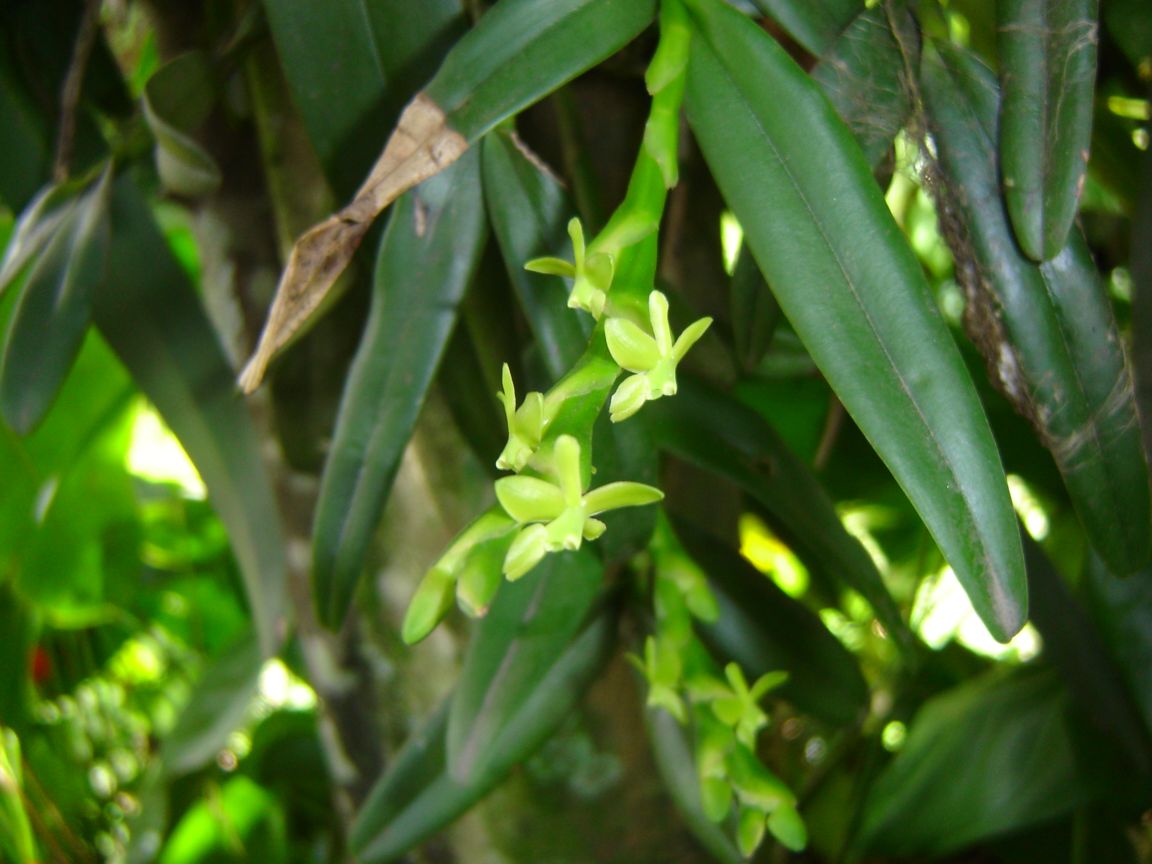Orquidea de flores verdes muy pequeñas Cual es su nombre